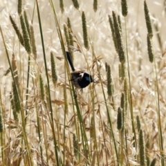 Malurus cyaneus at Fyshwick, ACT - 11 Dec 2022