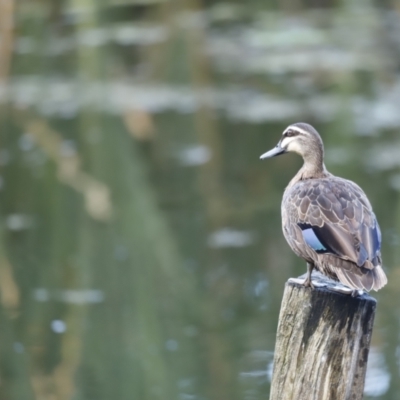 Anas superciliosa (Pacific Black Duck) at Jerrabomberra Wetlands - 10 Dec 2022 by JimL