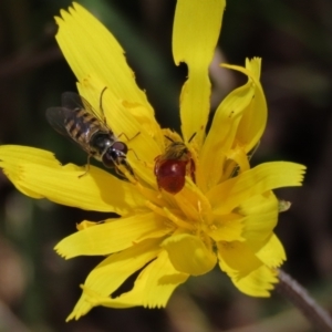 Exoneura sp. (genus) at Lake George, NSW - 16 Oct 2022