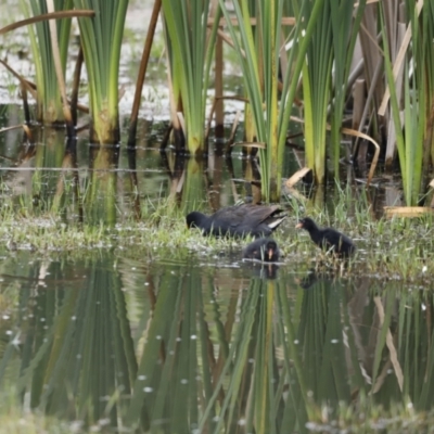 Gallinula tenebrosa (Dusky Moorhen) at Fyshwick, ACT - 10 Dec 2022 by JimL