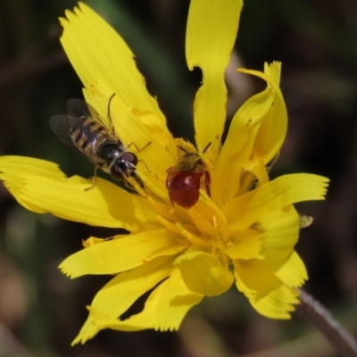 Simosyrphus grandicornis (Common hover fly) at Lake George, NSW - 16 Oct 2022 by AndyRoo