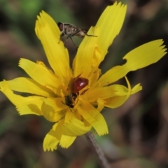 Simosyrphus grandicornis at Lake George, NSW - 16 Oct 2022