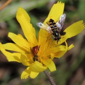 Simosyrphus grandicornis at Lake George, NSW - 16 Oct 2022