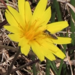 Syrphini (tribe) (Unidentified syrphine hover fly) at Lake George, NSW - 16 Oct 2022 by AndyRoo