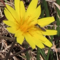 Syrphini sp. (tribe) (Unidentified syrphine hover fly) at Sweeney's Travelling Stock Reserve - 16 Oct 2022 by AndyRoo