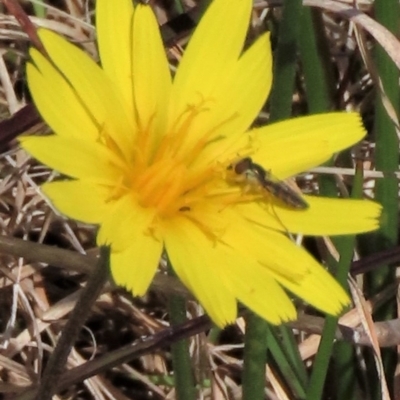 Syrphini sp. (tribe) (Unidentified syrphine hover fly) at Sweeney's Travelling Stock Reserve - 16 Oct 2022 by AndyRoo