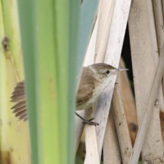 Acrocephalus australis at Fyshwick, ACT - 11 Dec 2022 08:06 AM