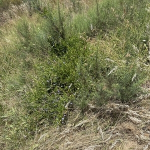 Billardiera heterophylla at Aranda, ACT - 11 Dec 2022