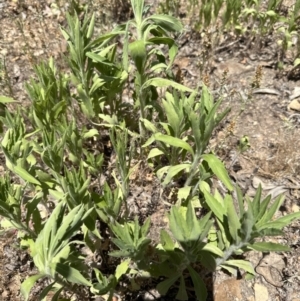 Erigeron sumatrensis at Aranda, ACT - 11 Dec 2022 01:31 PM