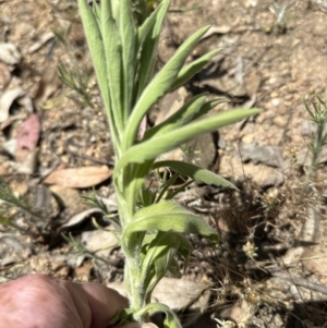 Erigeron sumatrensis at Aranda, ACT - 11 Dec 2022