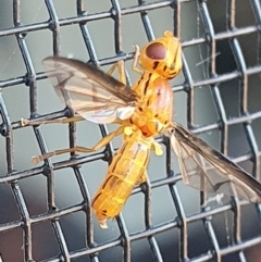 Conopidae (family) (Thick-headed fly) at Gundaroo, NSW - 10 Dec 2022 by Gunyijan