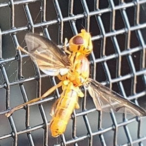 Conopidae (family) at Gundaroo, NSW - 11 Dec 2022