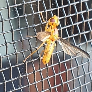 Conopidae (family) at Gundaroo, NSW - 11 Dec 2022