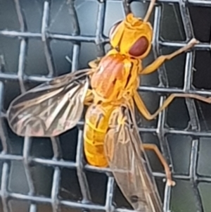 Conopidae (family) at Gundaroo, NSW - 11 Dec 2022 08:27 AM