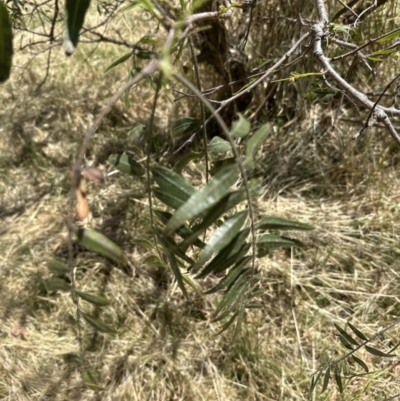 Schinus molle (Peppercorn Tree) at Aranda, ACT - 11 Dec 2022 by lbradley