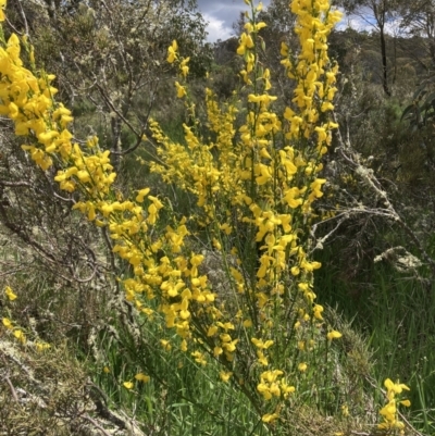 Cytisus scoparius subsp. scoparius (Scotch Broom, Broom, English Broom) at Mount Clear, ACT - 6 Dec 2022 by waltraud