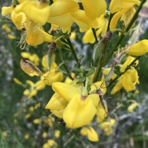 Cytisus scoparius subsp. scoparius at Mount Clear, ACT - 6 Dec 2022