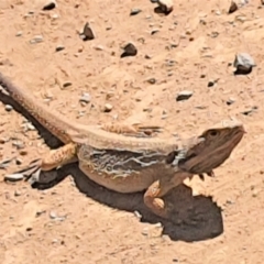 Pogona barbata (Eastern Bearded Dragon) at Gundaroo, NSW - 10 Dec 2022 by Gunyijan