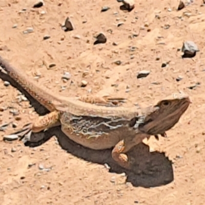 Pogona barbata (Eastern Bearded Dragon) at Gundaroo, NSW - 11 Dec 2022 by Gunyijan