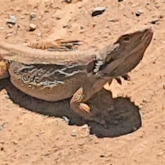 Pogona barbata at Gundaroo, NSW - 11 Dec 2022