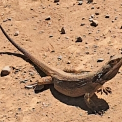 Pogona barbata at Gundaroo, NSW - 11 Dec 2022