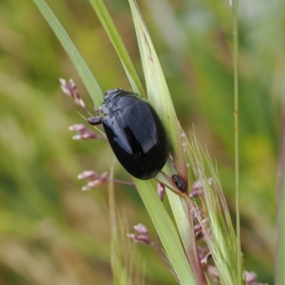 Paropsisterna sp. (genus) (A leaf beetle) at Mount Clear, ACT - 4 Dec 2022 by RAllen