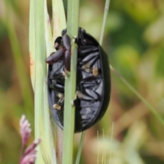 Paropsisterna sp. (genus) at Mount Clear, ACT - 5 Dec 2022