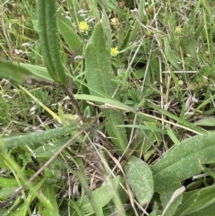 Podolepis jaceoides at Mount Clear, ACT - 6 Dec 2022 03:00 PM