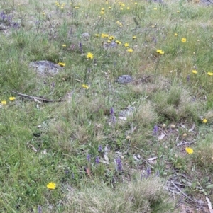 Podolepis jaceoides at Mount Clear, ACT - 6 Dec 2022 03:00 PM