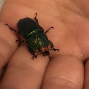 Lamprima aurata at Red Hill, ACT - 11 Dec 2022