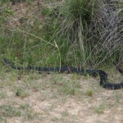 Austrelaps ramsayi (Highlands Copperhead) at Mount Clear, ACT - 5 Dec 2022 by RAllen