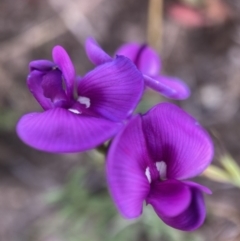 Swainsona behriana (Behr's Swainson-Pea) at Mount Clear, ACT - 6 Dec 2022 by waltraud