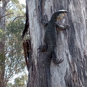 Varanus varius at Bellmount Forest, NSW - suppressed