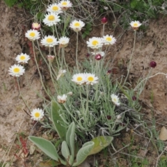 Leucochrysum albicans subsp. tricolor (Hoary Sunray) at Mount Clear, ACT - 5 Dec 2022 by RAllen