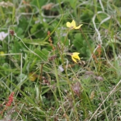 Diuris sp. (A Donkey Orchid) at Mount Clear, ACT - 5 Dec 2022 by RAllen