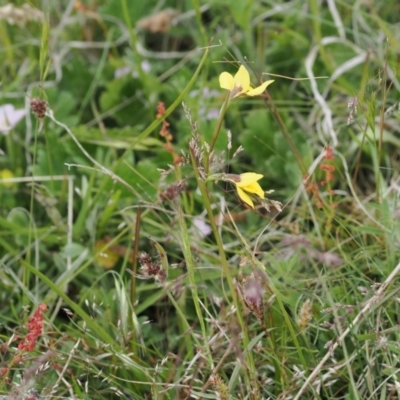 Diuris sp. (A Donkey Orchid) at Mount Clear, ACT - 5 Dec 2022 by RAllen