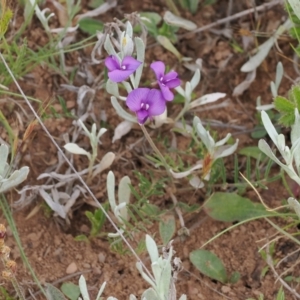 Swainsona behriana at Mount Clear, ACT - 5 Dec 2022