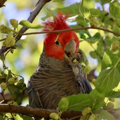 Callocephalon fimbriatum (Gang-gang Cockatoo) at Hughes, ACT - 10 Dec 2022 by LisaH