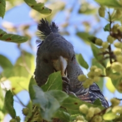 Callocephalon fimbriatum at Hughes, ACT - 10 Dec 2022