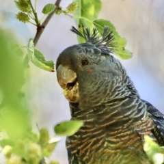 Callocephalon fimbriatum at Hughes, ACT - suppressed