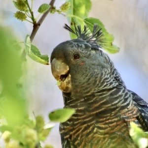 Callocephalon fimbriatum at Hughes, ACT - suppressed