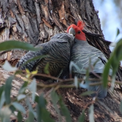 Callocephalon fimbriatum (Gang-gang Cockatoo) at Hughes, ACT - 10 Dec 2022 by LisaH