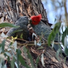 Callocephalon fimbriatum at Hughes, ACT - 10 Dec 2022