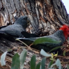 Callocephalon fimbriatum at Hughes, ACT - 10 Dec 2022