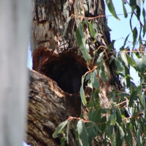 Callocephalon fimbriatum at Hughes, ACT - 10 Dec 2022