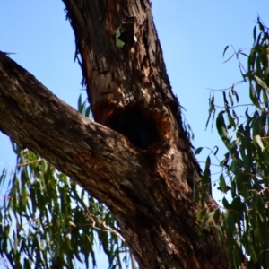 Callocephalon fimbriatum at Hughes, ACT - 10 Dec 2022