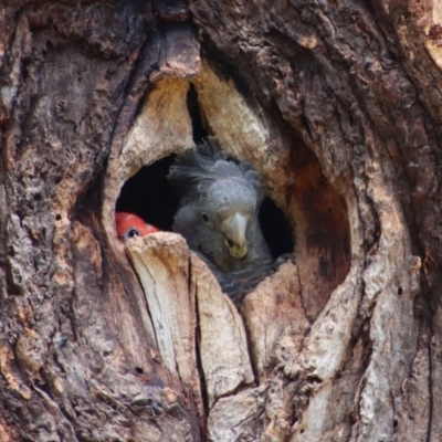 Callocephalon fimbriatum (Gang-gang Cockatoo) at Hughes, ACT - 11 Dec 2022 by LisaH