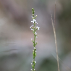 Stylidium sp. (Trigger Plant) at Yackandandah, VIC - 10 Dec 2022 by KylieWaldon