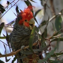 Callocephalon fimbriatum (Gang-gang Cockatoo) at Hughes, ACT - 11 Dec 2022 by LisaH