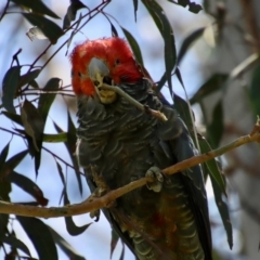 Callocephalon fimbriatum at Hughes, ACT - 11 Dec 2022